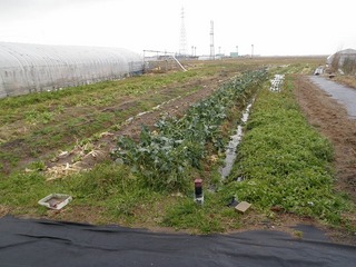 20100123_05風来畑マップ.jpg