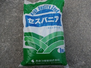 20100628_02_セスバニア.jpg