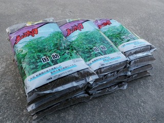 20100628_04_セスバニア.jpg