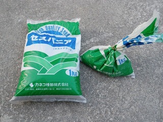 20100628_05_セスバニア.jpg