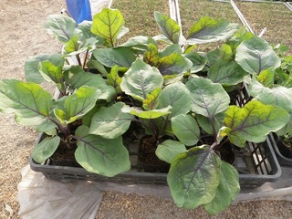 20110426_01_秘伝のナス.jpg