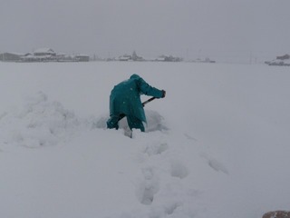 20110128_02_カブ収穫 .jpg