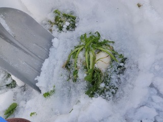 20110128_04_カブ収穫 .jpg