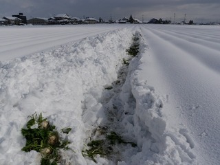 20110128_05_カブ収穫 .jpg