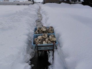 20110128_07_カブ収穫 .jpg