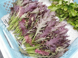 20111027_09_取材.jpg