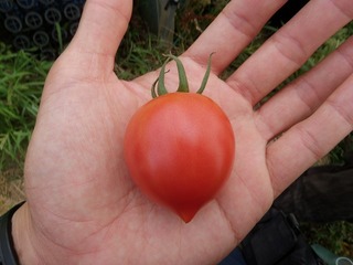 100728_01_トマト.jpg