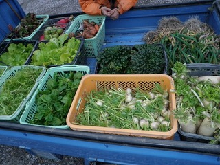 20100211_01_野菜収穫.jpg