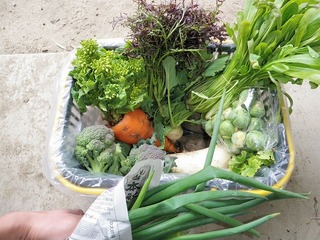 20100226_01_野菜セット.jpg