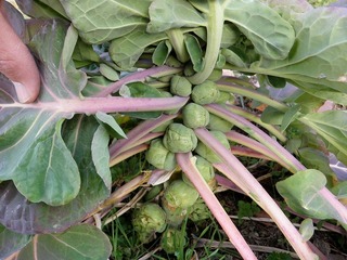 20100226_05_メキャベツ.jpg