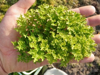 20100226_07_ワサビナ.jpg