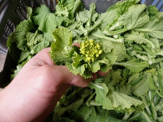 20100226_08_ナバナ.jpg