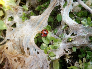 20100226_09_テントウムシ.jpg