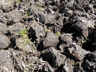 20100430_05_トラクター.jpg
