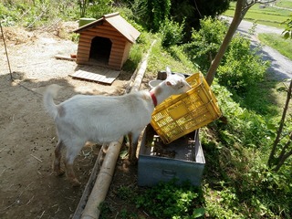 20100617_03_ぼくの農場.jpg