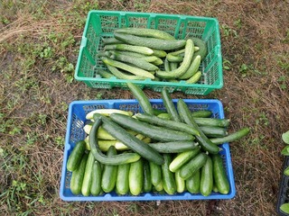 20100712_03_朝市.jpg