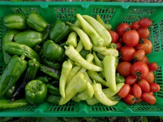20100806_02野菜セット.jpg