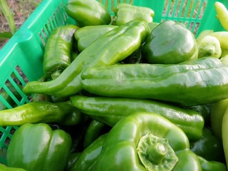 20100806_05野菜セット.jpg