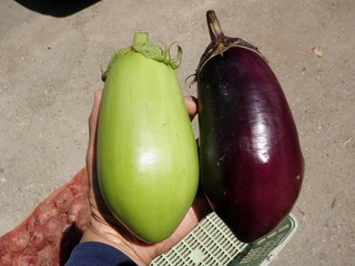 20100806_06野菜セット.jpg
