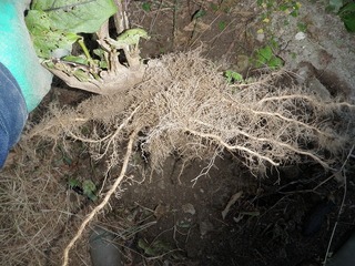 20101123_05_ナス根.jpg
