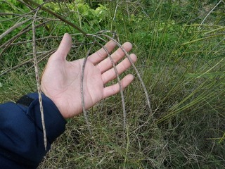 20101123_07_セスバニア.jpg