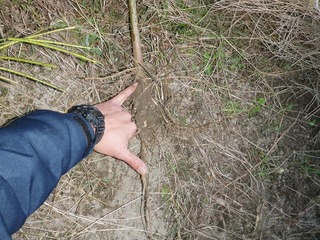 20101123_09_セスバニア.jpg
