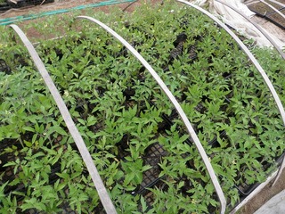 20110504_01_トマト苗.jpg