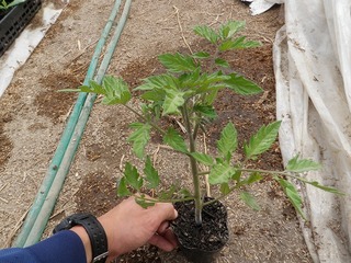 20110504_02_トマト苗.jpg