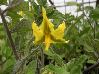 20110504_03_トマト苗.jpg