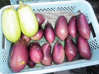 20110922_02_野菜セット.jpg