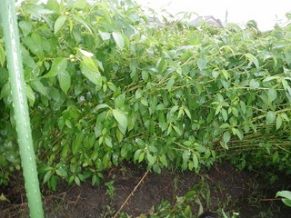 20110922_05_台風.jpg