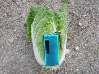 20101123_03_ハクサイ.jpg